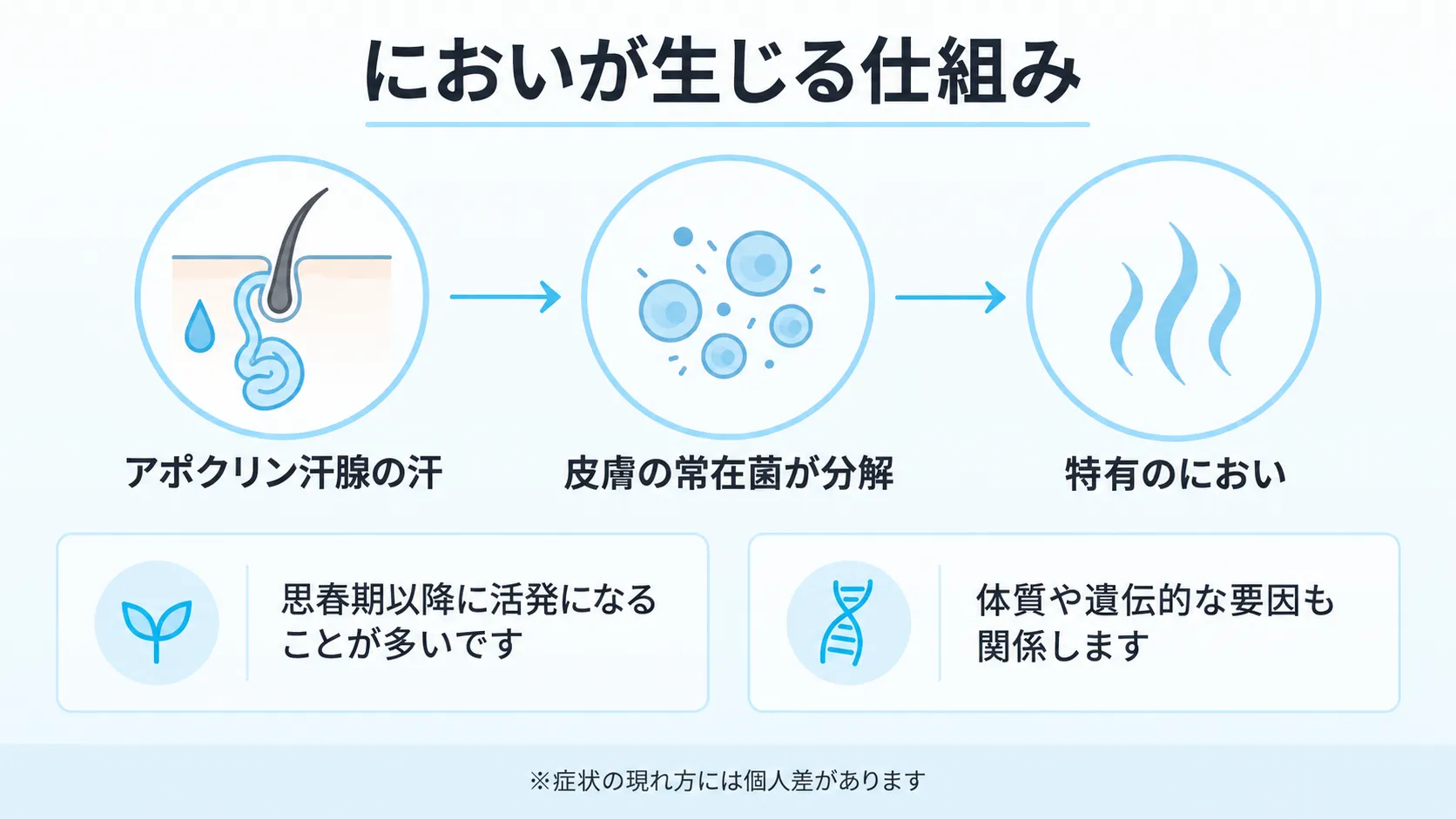 アポクリン汗腺の汗が常在菌に分解されにおいが生じる仕組みの図